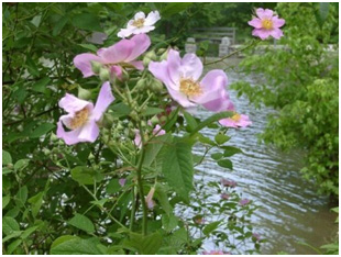 North Dakota State Flower