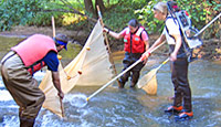 Picture showing hydrologists using an electrical shocker to collect biological samples