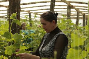 Greenhouses operated by Vegetalcom Cooperative. Currently the cooperative is composed of 8 families. The cooperative has purchased a large building and has renovated it, installed a refrigeration system to store vegetables and table grapes. 