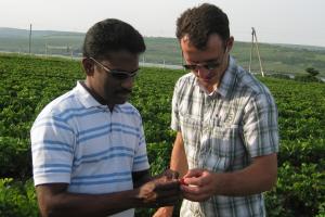 USAID Farmer-to-Farmer Volunteer Surendra Dara (left) trains a member of farm and input supply company Agrodor Succes’s management team in improved strawberry harvest techniques. 