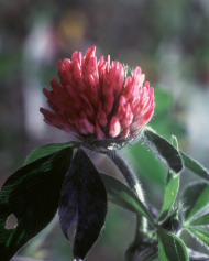 Red Clover