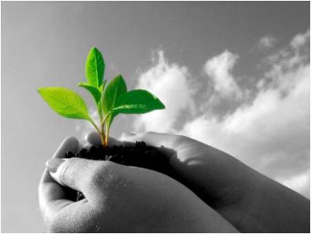 Picture of hands holding a seedling.