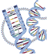 DNA moleculre