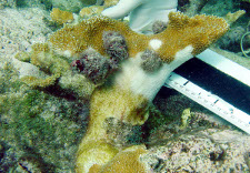 snail feeding on elkhorn coral