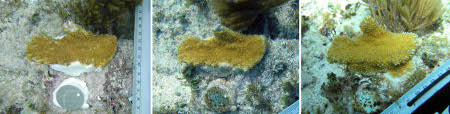 stabilizling fragments of coral