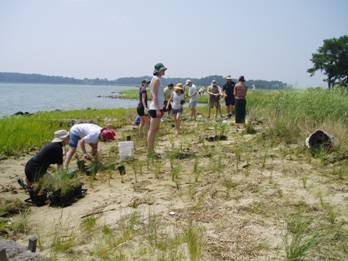 Volunteers planting grass for a bay restoration project