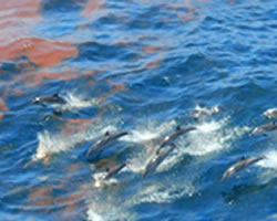 NBC footage of effect of Gulf Oil spill on dolphins