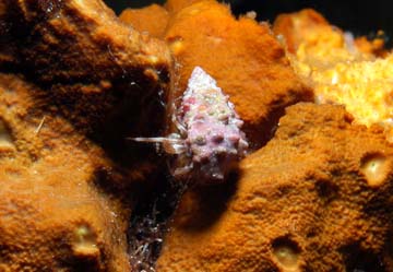 Small hermit crab, in a shell about 1 inch long, walking across an orange sponge.