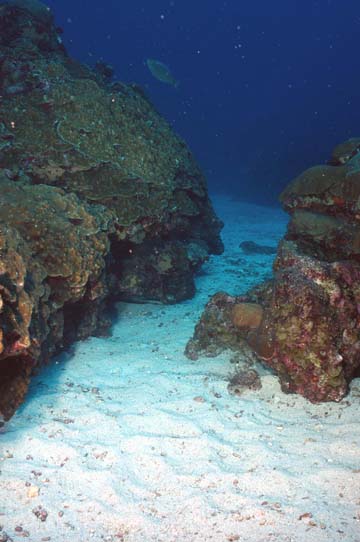 Sandy bottom in the foreground then passing between large coral formations and continuing into the distance.