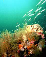 Image of Gray's Reef