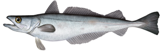 Pacific Whiting