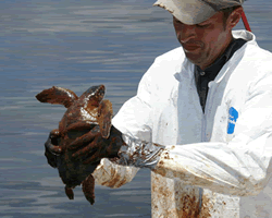 Oiled sea turtle with scientist