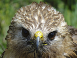 Red-shouldered Hawk. Credit: Susan Heisey