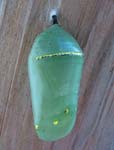 The monarch chrysalis has a greenish-blue shell.