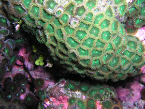 The colorful zoanthid genus Zoanthus depends on symbiotic zooxanthellae for its 
        sustenance and is therefore vulnerable to climate-change induced increases in sea temperature. NOAA photo by 
        Joyce Miller.