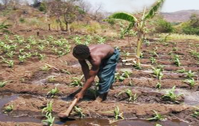 Agriculture is a primary source of rural income and fundamental to food security in most Southern African countries, as both a source of revenue and nutrition.