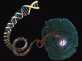 Single cell and DNA helix