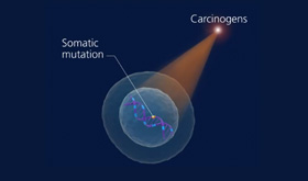 A cell being exposed to carcinogens