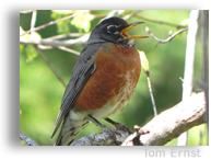 American robins