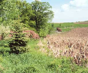 Photo of a wildlife food plot.