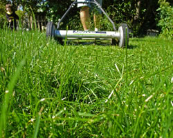 Fertilizers for green lawns can pollute.