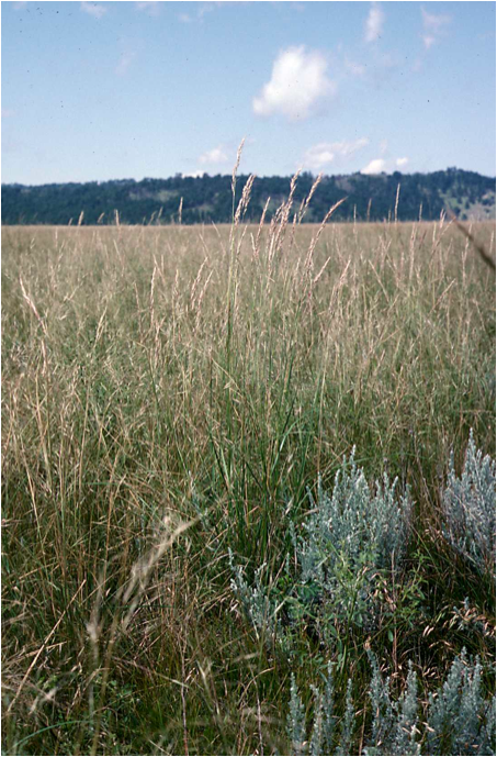 Agricultural field