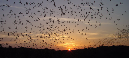 Mexican-Brazilian Free-tailed bats (Tadarida basiliensis) Photo by Nick Hristov