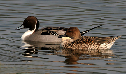 Northern Pintail ducks (Anas acuta) - Photograph by J.M.Garg