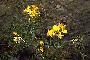 View a larger version of this image and Profile page for Lotus corniculatus L.