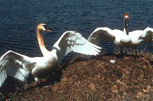 swans