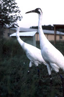 whooping crane pair