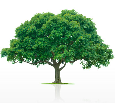 Photo of a Tree
