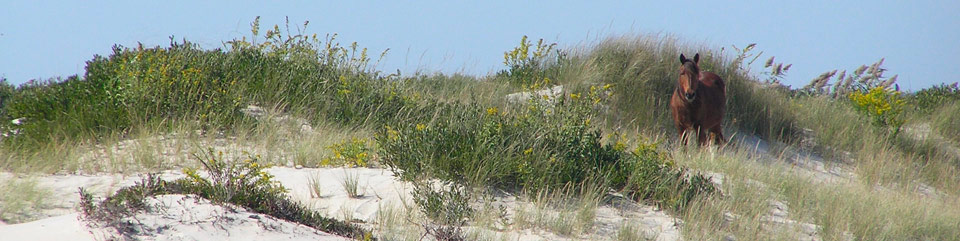 An Assateague wild horse finding shelter in the dunes.