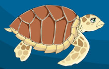 Loggerhead sea turtle