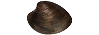 Ocean Quahog