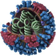 Biología y estructura general de los virus de influenza