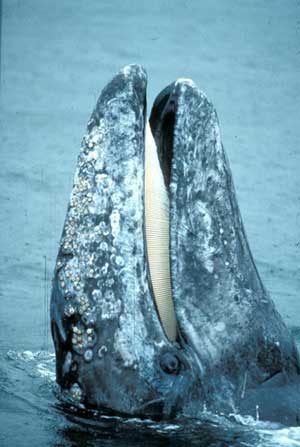 Gray whale. Photo: Jim Borrowman, Straitwatch