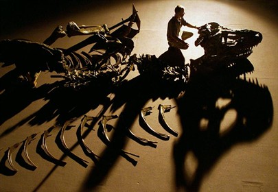 T-Rex skeleton, file 1998. REUTERS David Gray