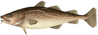 Pacific Cod