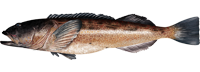 Lingcod