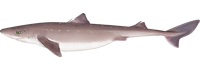 Atlantic Spiny Dogfish