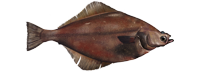 Arrowtooth Flounder