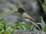 Nihoa Millerbird