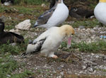 Short-tailed Albatross