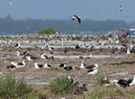 Nesting Great Frigatebirds