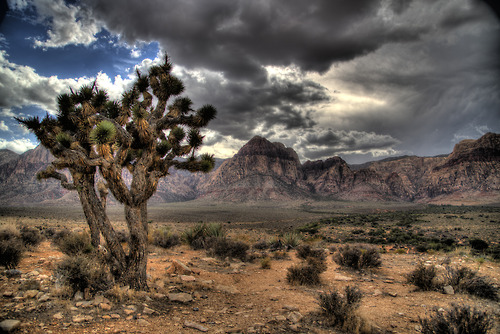 Red Rock Canyon was designated as Nevada&#8217;s first National Conservation Area. Red Rock Canyon is located 17 miles west of the Las Vegas Strip on Charleston Boulevard/State Route 159.  The area is 195,819 acres and is visited by more than one million people each year.  In marked contrast to a town geared to entertainment and gaming, Red Rock Canyon offers enticements of a different nature including a 13-mile scenic drive, more than 30 miles of hiking trails, rock climbing, horseback riding, mountain biking, road biking, picnic areas, nature observing and visitor center with exhibit rooms and a book store.Photo: Jacob Klein