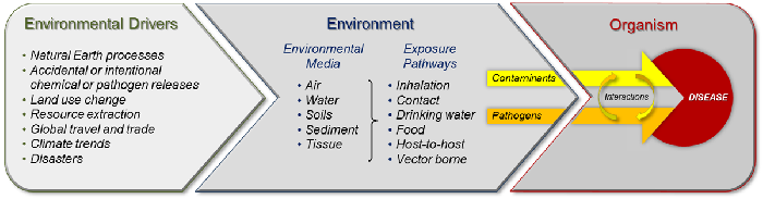 The USGS Environmental Health Science Strategy addresses the relationship among environmental drivers, exposure to disease agents (contaminants and pathogens), and the complex responses to contaminant and pathogen exposure that result in environmental disease in wildlife, domesticated animals, and people.