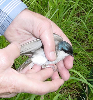 Field work (Banded swallow)