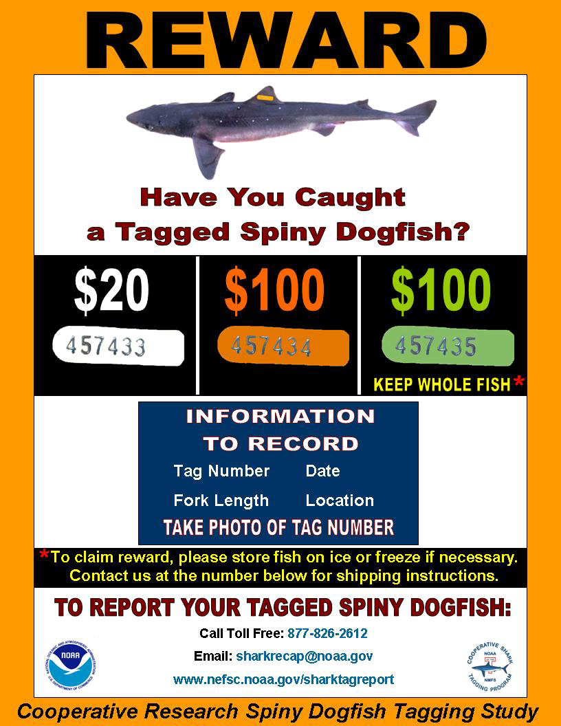 Spiny Dogfish Tagging