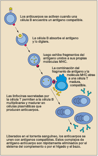 Los anticuerpos se activan cuando una célula B reconoce a su antígeno compatible; la célula B absorbe el antígeno y lo digiere. Luego exhibe fragmentos del antígeno unidos a sus propias moléculas MHC. La combinación del fragmento de antígeno y la molécula MHC atrae a una célula T madura, compatible. Las linfocinas secretadas por la célula T permiten a la célula B multiplicarse y madurar en células plasmáticas que producen anticuerpos. Liberados en el torrente sanguíneo, los anticuerpos se unen con antígenos compatibles. Estos complejos de antígeno-anticuerpo son rápidamente eliminados por el sistema del complemento o por el hígado y el bazo.